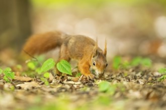 Red squirrel (Sciurus vulgaris) in a forest, Bavaria, Gernany