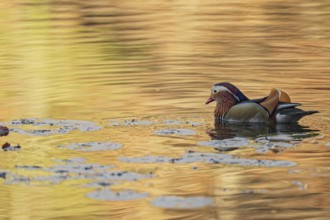 Mandarin duck (Aix galericulata), male, side view, swimming, intense colouring of the water due to