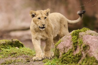 Asiatic lion (Panthera leo persica) cub walking on the ground, captive