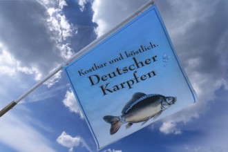 Flag with a carp in front of a fish restaurant, Nuremberg, Middle Franconia, Bavaria, Germany,