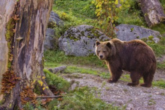 An adult female brown bear (Ursus arctos arctos) walks on a hilly terrain with trees and rocks
