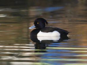 Tufted Duck, (Aythya fuligula), male bird on a lake, with its reflection in the water, Germany,