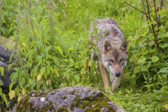 A eurasian gray wolf (Canis lupus lupus) walks down a grassy hill