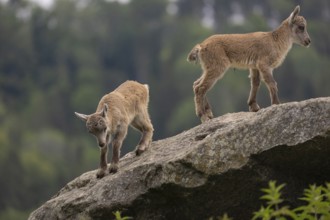 Two baby ibex (Capra ibex) climbing on rocks. Some green vegetation around and a forest in the