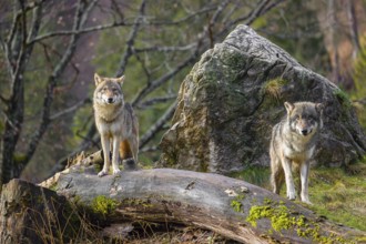Two eurasian gray wolves (Canis lupus lupus) stand on a small hill between logs and rocks