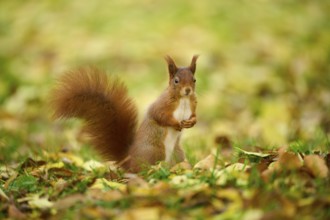 Eurasian squirrel (Sciurus vulgaris), standing in a meadow full of autumn leaves with colourful