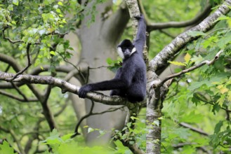 Northern white-cheeked gibbon (Nomascus leucogenys), adult, male, on tree, alert, feeding search