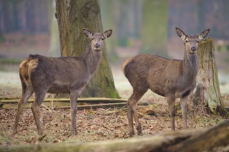 Red deer (Cervus elaphus), two hinds standing attentively in the forest, surrounded by foliage and