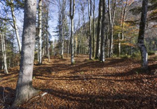 Beech forest on the hiking trail to Schwarzer Berg, Golling, Osterhorngruppe, Salzburg province,