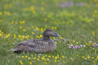 One female common eider, Somateria mollissima, resting on a flowering meadow at the coast of