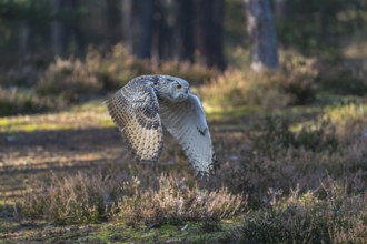 One Siberian Eagle Owl (Bubo bubo sibiricus) flying thru a forest