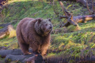 An adult female brown bear (Ursus arctos arctos) walks through hilly terrain with trees and rocks