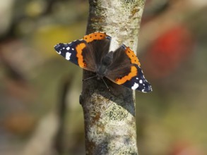 Red Admiral (Vanessa atalanta), butterfly perched on a Rowan tree stem, sunbathing in autumn