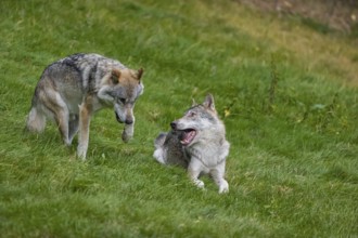 Two adult male eurasian gray wolves (Canis lupus lupus) playing on a green meadow