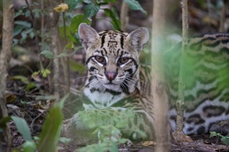 Ocelot (Felis pardalis) Pantanal Brazil