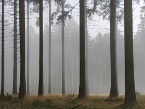 Idarwald with spruces in the fog, Idarkopf, Weitersbach, Hunsrück, Rhineland-Palatinate, Germany,