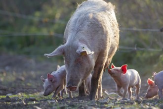 Domestic pig (Sus scrofa domesticus) adult mother and juvenile baby piglets farm animals in a