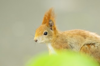 Red squirrel (Sciurus vulgaris) in a forest, Bavaria, Gernany