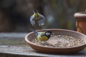 Great tit (Parus major) foraging from a flower bowl, Bavaria, Germany, Europe