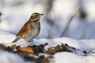 Redwing (Turdus iliacus) adult bird in a snow covered woodland in winter, England, United Kingdom,