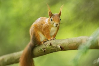 Red squirrel (Sciurus vulgaris) in a forest, Bavaria, Gernany