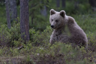 European brown bear, Karelia, Finland, Europe