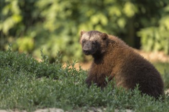 One wolverine, (Gulo gulo), sitting on grass, green vegetation, trees and rocks in the background