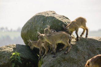 A group of young ibex (Capra ibex) play on a rock