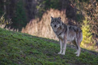 An adult male eurasian gray wolf (Canis lupus lupus) stands on a green meadow on hilly terrain