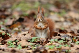 Eurasian red squirrel (Sciurus vulgaris) in a meadow, wildlife, Germany, Europe