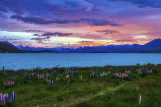 Sonnenaufgang, Lake Tekapo, Neuseeland