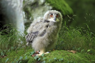 European eurasian eagle-owl (Bubo bubo), young bird