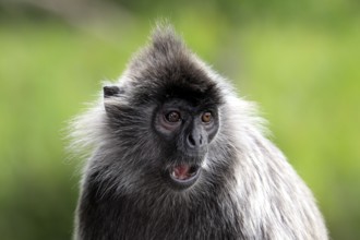 Silvered Leaf Monkey, Labuk Bay, Sabah, Borneo, Malaysia (Trachypithecus cristatus) (Presbytis