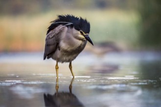 Black crowned night heron (Nycticorax nycticorax) in the water, Pusztaszer, Hungary, Europe