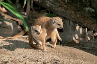 Young yellow mongoose (Cynictis penicillata)