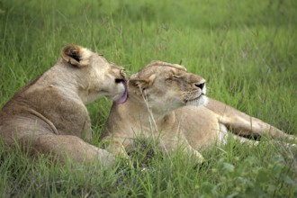 African lions (Panthera leo), lionesses, Sabi Sabi Game Reserve, Kruger National Park, South Africa