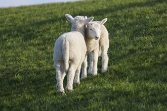 Domestic sheep (Ovis gmelini aries) lambs cuddling on the dyke, baby animals, Schleswig-Holstein,