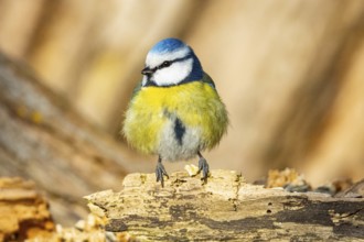 Blue Tit (parus caeeruleus) Germany