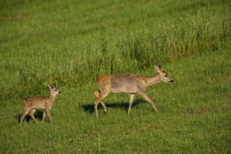 Roe deer (Capreolus capreolus) doe with fawn Germany
