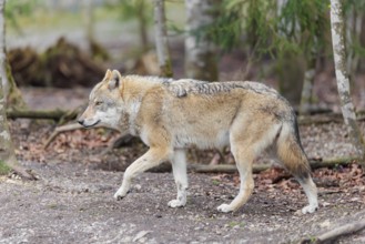 An adult female grey wolf (Canis lupus lupus) runs through the forest on an overcast day
