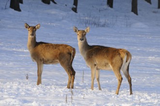 Two deer standing next to each other in the snow, red deer (Cervus elaphus), Bavaria