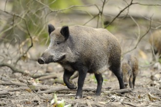 A wild boar walks through the forest, accompanied by a smaller animal, wild boar (Sus scrofa),