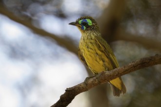 Male yellow-bellied jala (Philipitta schlegeli) in the dry forests of Tsingy de Bemaraha National