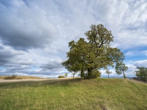 Napoleon's lime trees on the battlefield of 1806, Battle of Jena and Auerstedt, Thuringia, Germany,