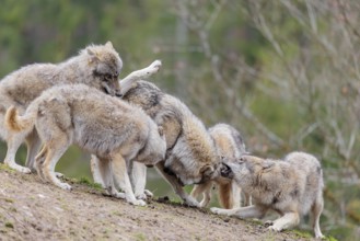 A pack of grey wolves (Canis lupus lupus) playing on a hill and showing social behaviour