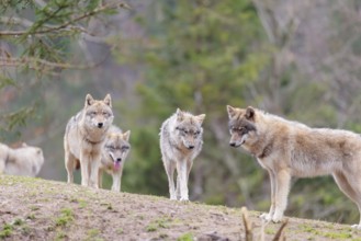 A pack of grey wolves (Canis lupus lupus) playing on a hill and showing social behaviour