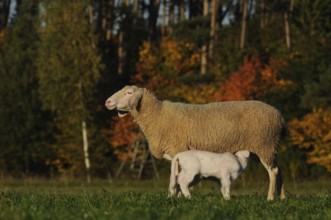 Sheep suckling lamb on a pasture in an autumn forest, domestic sheep (Ovis orientalis aries),