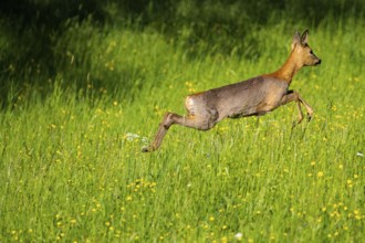 Roe deer (Capreolus capreolus) Doe Germany