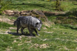 Two Timberwolves, Canis lupus lycaon, walking over green grass in an opening of a forest Trees and