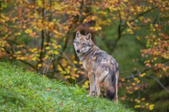 An adult male eurasian gray wolf (Canis lupus lupus) stands on a green meadow on hilly terrain.